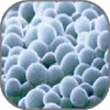 Budding Yeast