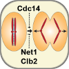 Mitotic_Exit